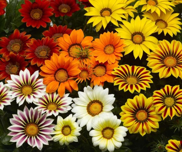 Рассада Газания 6 шт