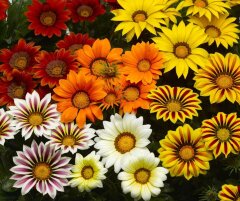 Рассада Газания 6 шт