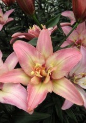 Лилия азиатская махровая Дабл Трабл (Lilium asiatic Double Trouble)