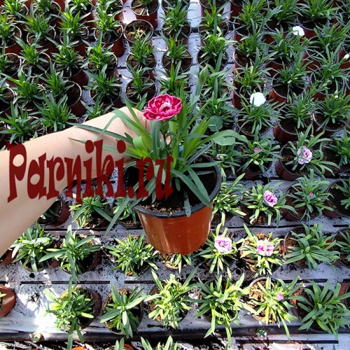 Рассада Гвоздика садовая d12