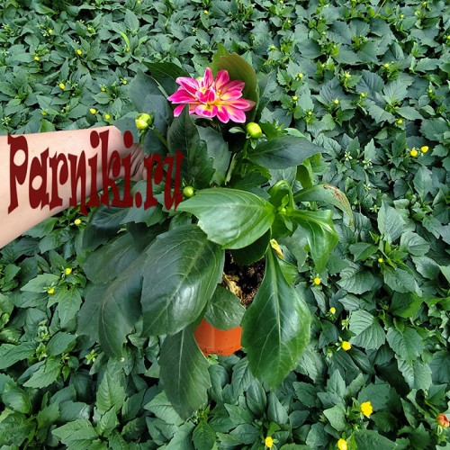 Рассада Георгина однолетняя (Dahlia) d12