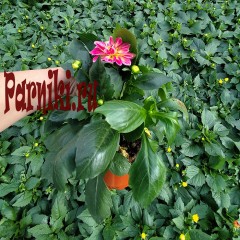 Рассада Георгина однолетняя (Dahlia) d12