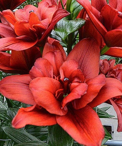 Лилия азиатская махровая Канари Уорф (Lilium asiatic double Canary Wharf)