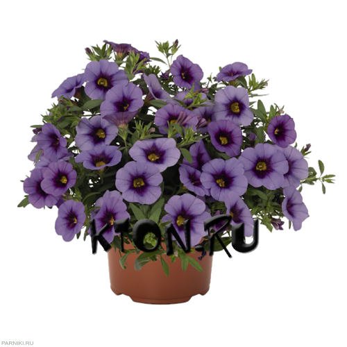 Рассада Калибрахоа (Calibrachoa) d12