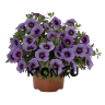 Рассада Калибрахоа (Calibrachoa) d12