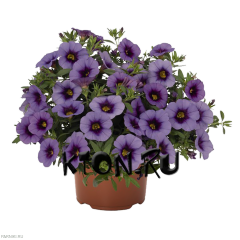 Рассада Калибрахоа (Calibrachoa) d12