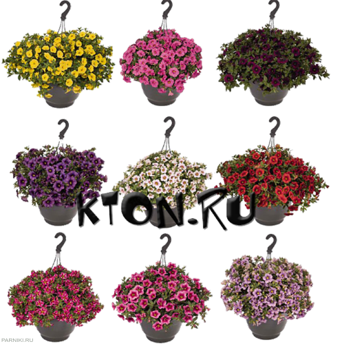 Рассада Калибрахоа (Calibrachoa) d12