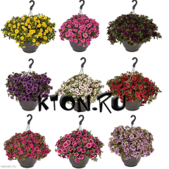 Рассада Калибрахоа (Calibrachoa) d12