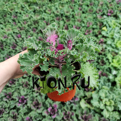 Рассада Капуста декоративная (Brassica oleracea) d12