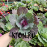 Рассада Капуста декоративная (Brassica oleracea) d12