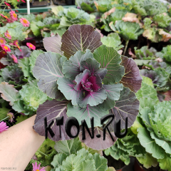 Рассада Капуста декоративная (Brassica oleracea) d12