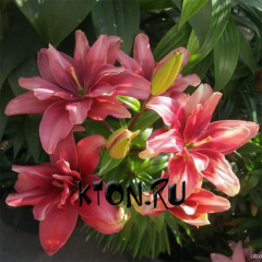 Лилия азиатская махровая Пинк Блоссом (Lilium asiatic double Pink Blossom)