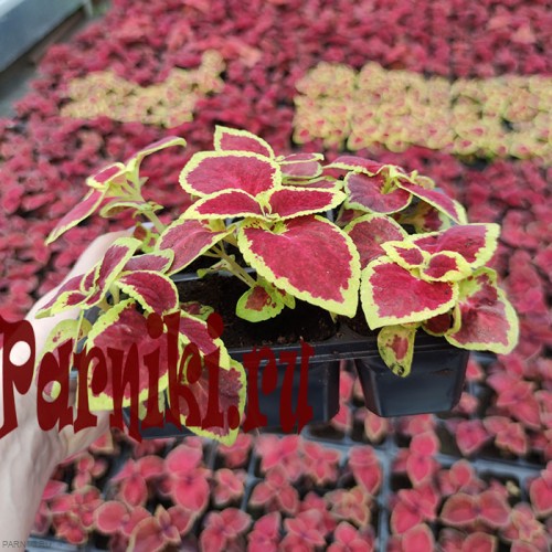 Рассада Колеус (Coleus) кассета 6 шт