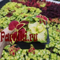 Рассада Колеус (Coleus) кассета 6 шт