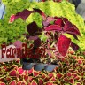 Рассада Колеус (Coleus) кассета 6 шт