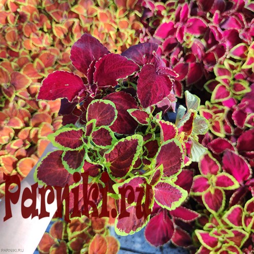 Рассада Колеус (Coleus) кассета 6 шт