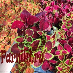 Рассада Колеус (Coleus) кассета 6 шт