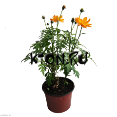 Рассада Космея d12