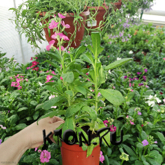 Рассада Левкой (Маттиола) (Matthiоla) d12