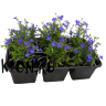Рассада Лобелия (Lobelia) в кассете 6 шт
