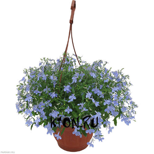 Рассада Лобелия (Lobelia) ампельная