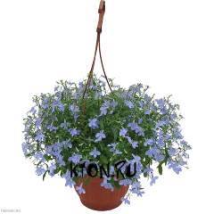 Рассада Лобелия (Lobelia) ампельная