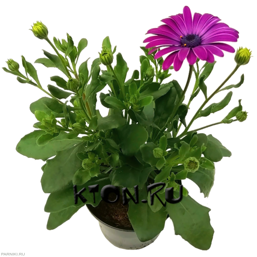 Рассада Остеоспермум d12