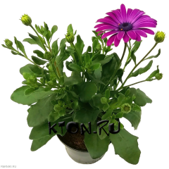 Рассада Остеоспермум d12