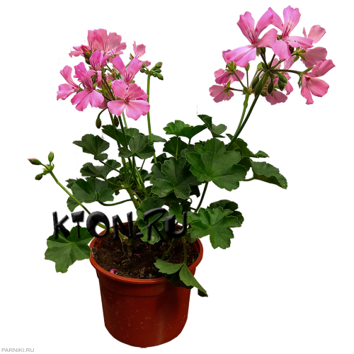 Рассада Пеларгония плющелистная (Pelargonium peltatum)