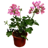 Рассада Пеларгония плющелистная (Pelargonium peltatum)
