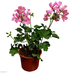 Рассада Пеларгония плющелистная (Pelargonium peltatum)