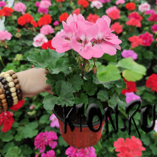 Рассада Пеларгония плющелистная (Pelargonium peltatum)