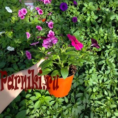 Рассада Петуния (Petunia) ампельная