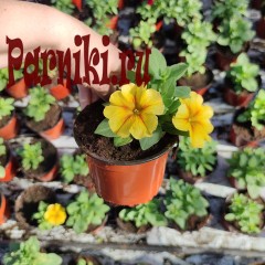 Рассада Петуния (Petunia) ампельная