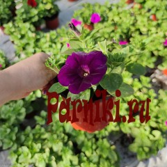 Рассада Петуния (Petunia) ампельная