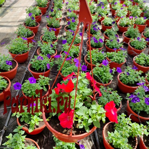 Рассада Петуния (Petunia) ампельная