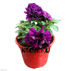 Рассада Петуния ампельная махровая d12