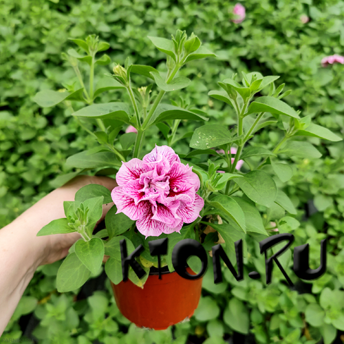 Рассада Петуния махровая