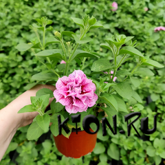 Рассада Петуния махровая