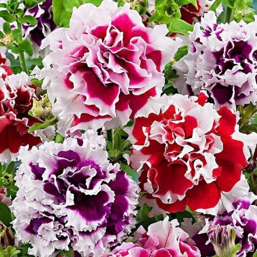 Рассада Петуния махровая