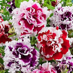 Рассада Петуния махровая