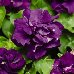 Рассада Петуния махровая