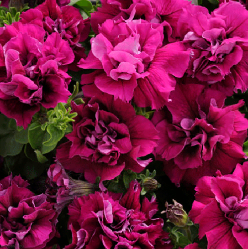 Рассада Петуния махровая