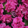 Рассада Петуния махровая