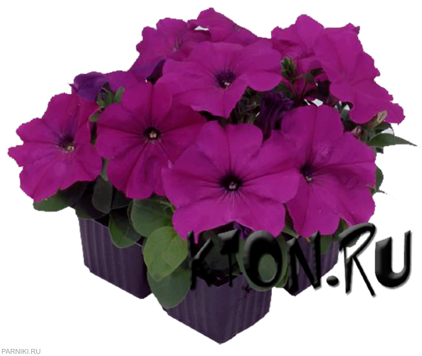 Рассада Петуния Мамбо фиолетовый (Petunia Mambo Deep Purple)