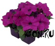 Рассада Петуния Мамбо фиолетовый (Petunia Mambo Deep Purple)
