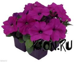Рассада Петуния мультифлора (Petunia multiflora) в ассортименте 6 шт