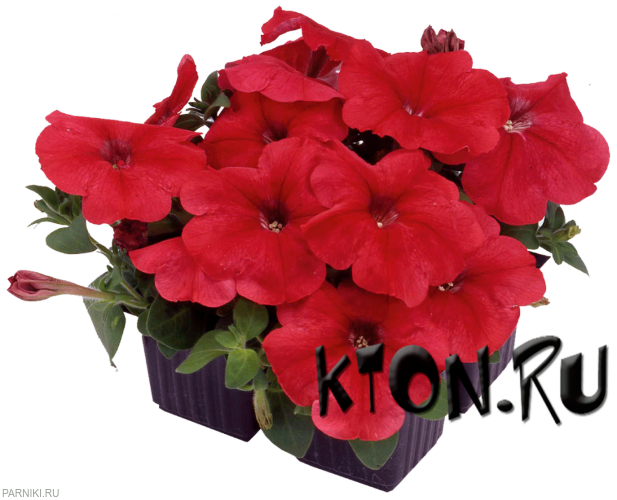 Рассада Петуния Мамбо красный (Petunia Mambo Red)