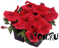 Рассада Петуния Мамбо красный (Petunia Mambo Red)