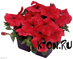 Рассада Петуния мультифлора (Petunia multiflora) в ассортименте 6 шт